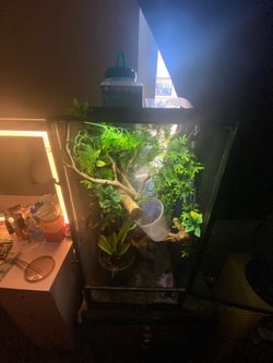 *COMPLETE* Veiled Chameleon Setup