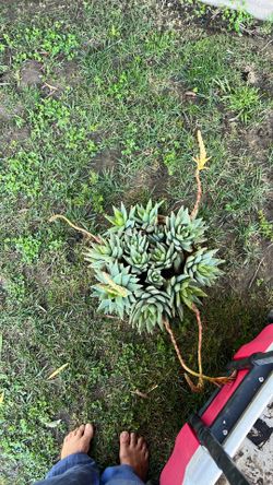 Crocodile plant centerpiece