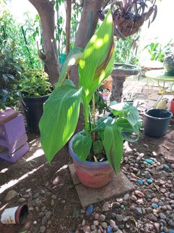 Plants For Sale,please Ask For Prices.