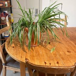 Large Spider Plant With Terracotta Pot