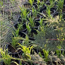 Plants 