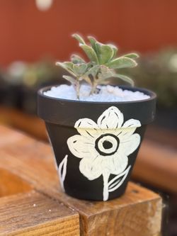 Succulent