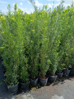 Huge Podocarpus Over 4 Feet Tall Instant Privacy Hedge For Fence