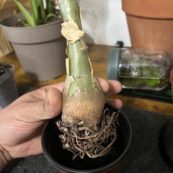 Cyphostemma Jitter Grape