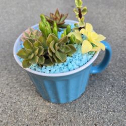 Handmade Succulent Arrangements