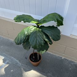 Fig Plant + Pot 