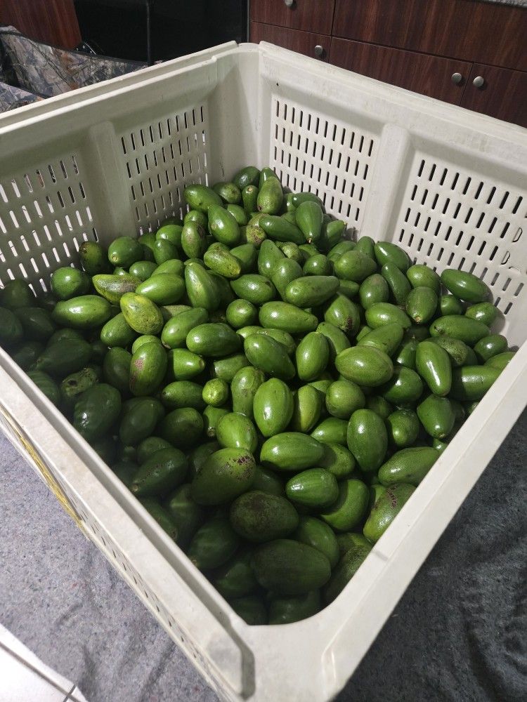 Avacado Donnies