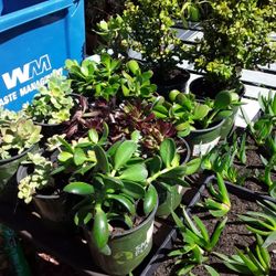 Succulents  Plants