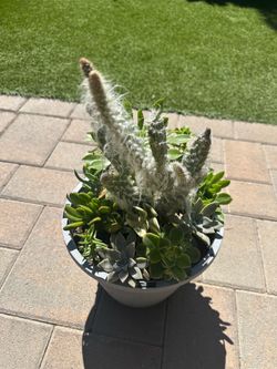 Assorted Succulent Plants