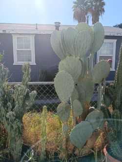 Silver dollar cactus plant