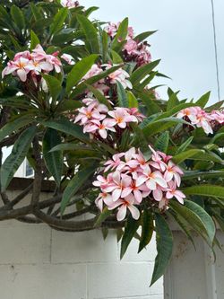 Plumeria plants