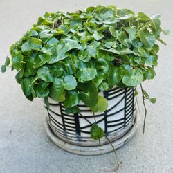 Succulents plants 🪴 