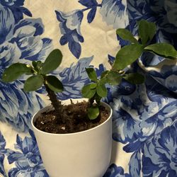 Crown Of Christ Corona De Christo Plant