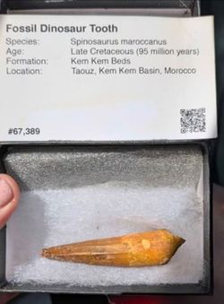 Authentic Spinosaurus Dinosaur Tooth – FossilEra Certified