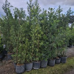 podocarpus  over 6 feet tall Instant Privacy Hedge For Fence Green Full Ready for planting minimum qty 30or more