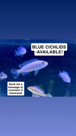 Fish tank decor