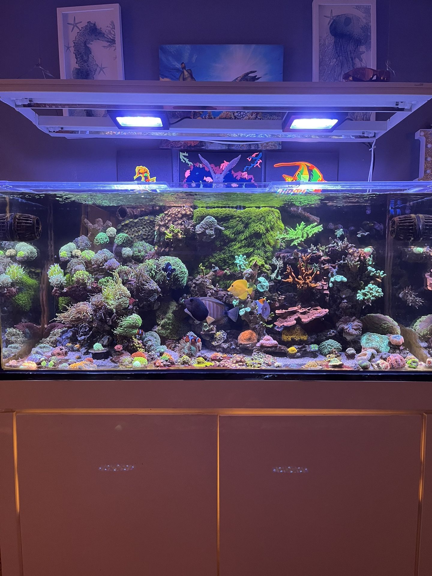 Reef Tank Fish Tank