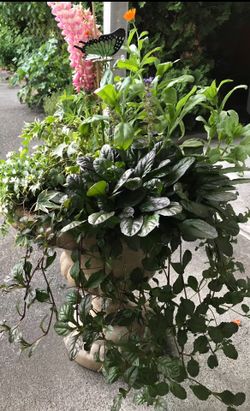 Bugleweed (Ajuga), Perennial Plant. Please See All Pics.