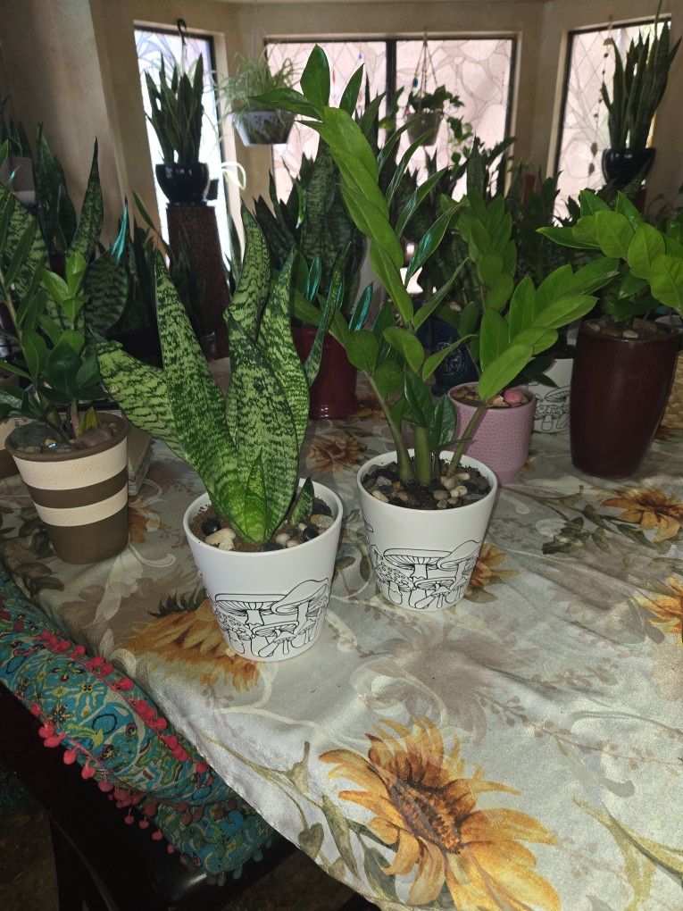 ZZ And Snake Plants In Ceramic Pots 2 For $30