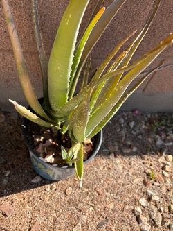 Aloe Vera plant