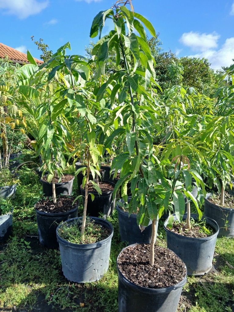 On Sale! Mango Tree Grafted $80.00,New Products : American Fashion Style Bags On Sale