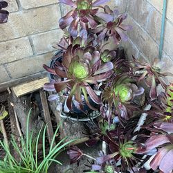 Plants Black Rose Succulents In 5 Gallon Pots