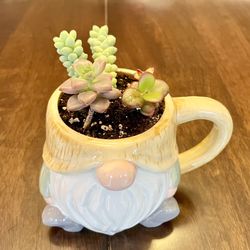 Adorable Gnome Mug Succulent Planter
