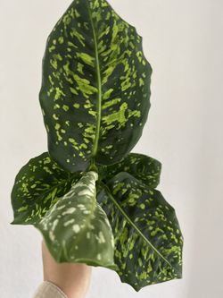 Diffenbachia Reflector (rare)