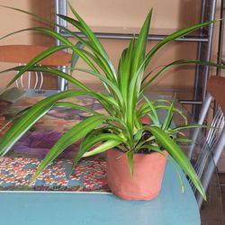 Spider Plant