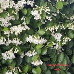 Jasmine