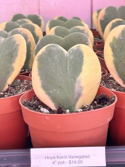 Hoya Kerri Variegated