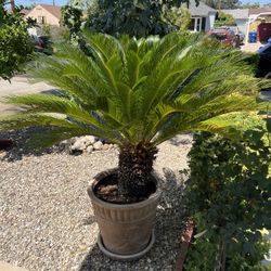 Sago Palm Tree (Mini Palm Tree) 