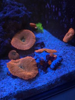 Mushroom Decoration