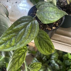Monstera Peru Plant