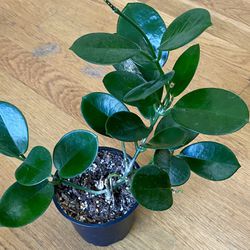 Non-Toxic Hoya Australis Plant / V-Day Sale ❤️/ Free Delivery Available  Thumbnail