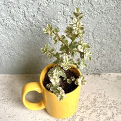 Variegated  Portulacaria Afra Plant 