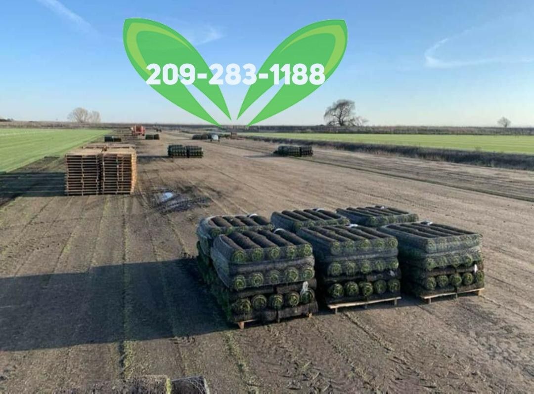 Best QUALITY Sod