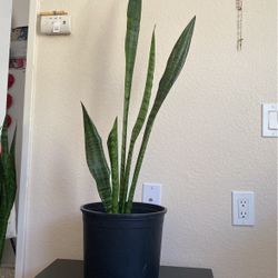 Tall Snake Plant