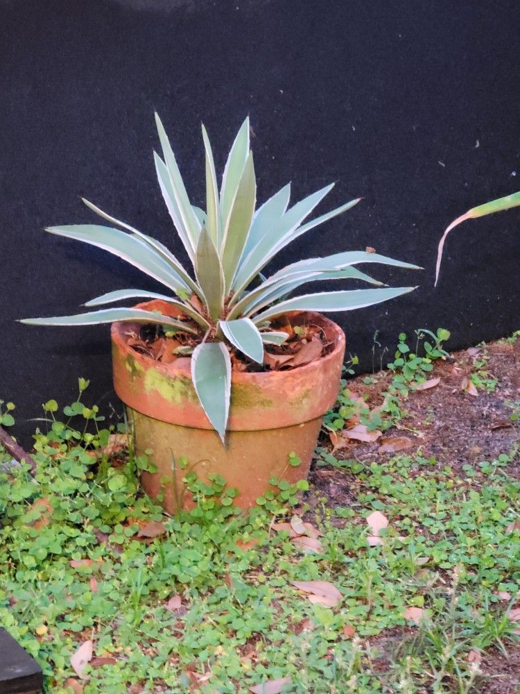 Agave Plants...Your Choice 
