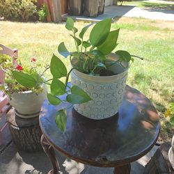 Gorgeous Plant With White Flower Pot