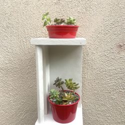 shelf with real succulents