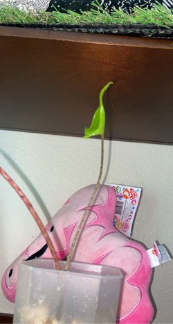 1 Leaf Alocasia Stingray Baby