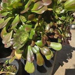 Aeonium Succulents plant 