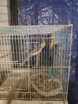 Parakeets / Periquitos , Cocktiels / Ninfas