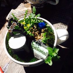 Miniature Teacup Fairy Garden...Live Moss And Plants
