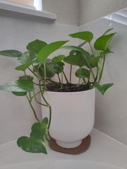 Planta Teléfono Natural