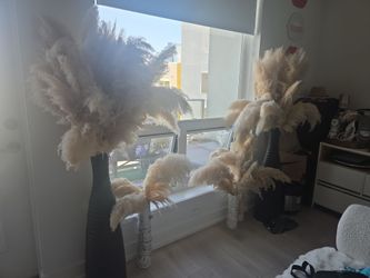Natural pampas plants