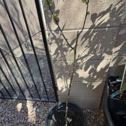 Sichuan Peppercorn Tree  四川花椒