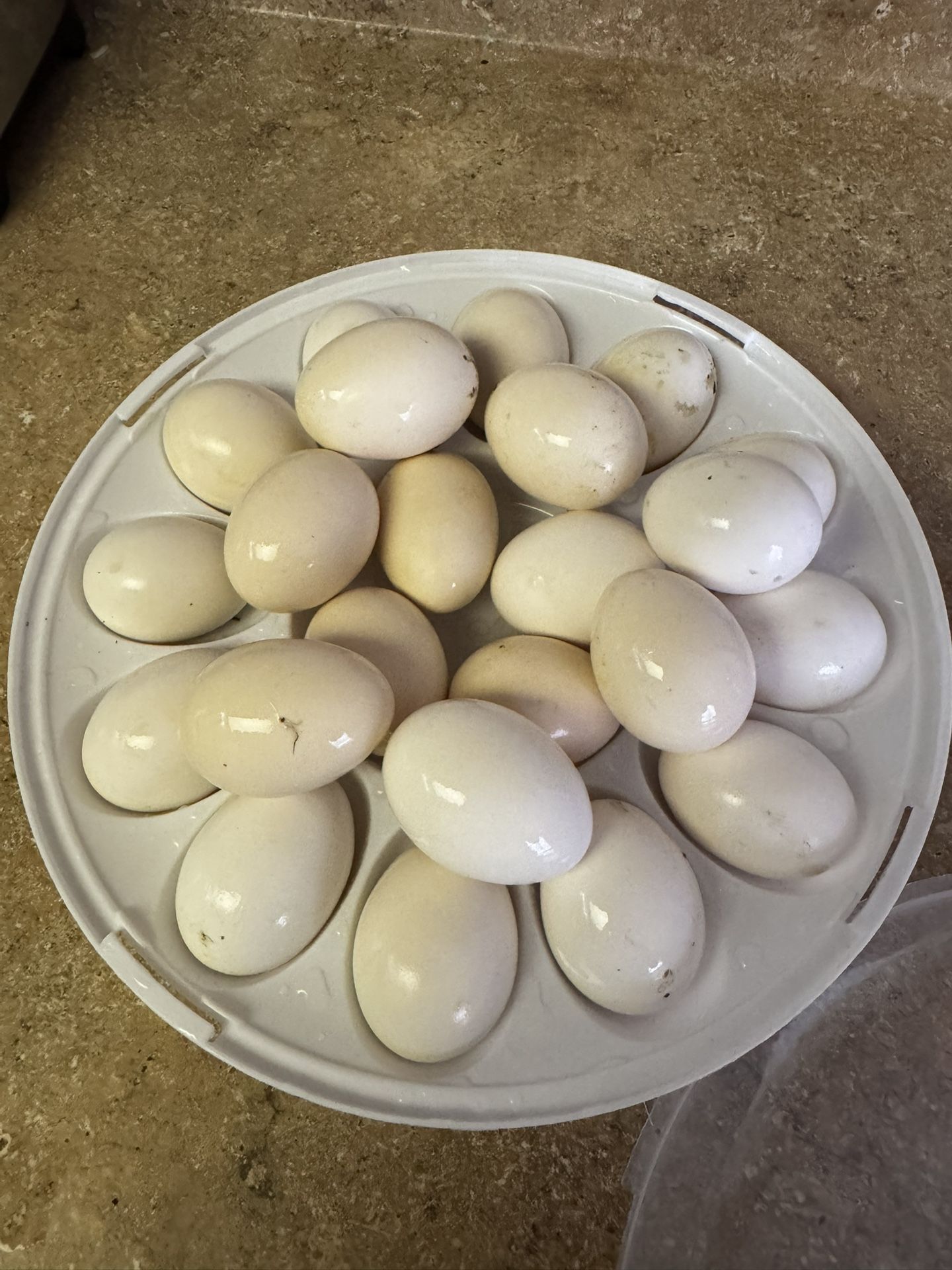 Chicken Eggs