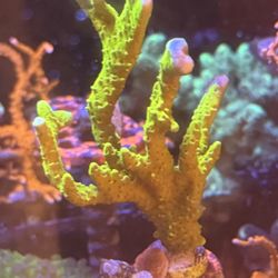 Salt Water Aquarium Decor